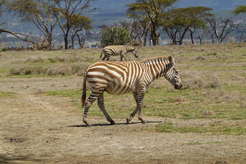 Fototapeta premium Kenya - Lake Naivasha - Crescent Island - Zebra