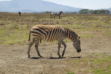 Naklejka premium Kenya - Lake Naivasha - Crescent Island - Zebra