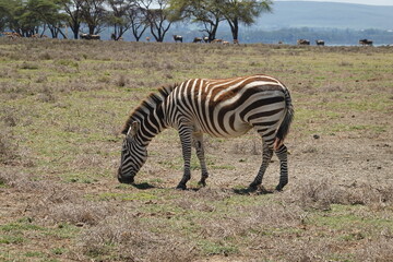 Kenya - Lake Naivasha - Crescent Island - Zebra

