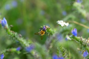 Bumblebee sittinBumblebee sitting on the flowersg on the flowers