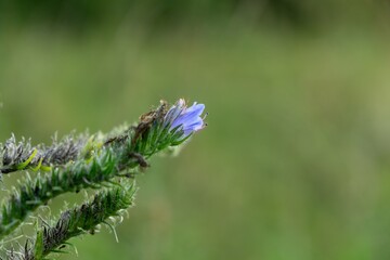Bumblebee sittinBumblebee sitting on the flowersg on the flowers