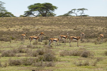 Naklejka na ściany i meble Kenya - Lake Naivasha - Crescent Island - impala