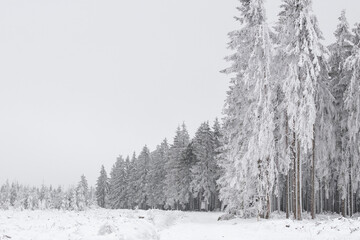 Beautiful winter background of spruce forest.