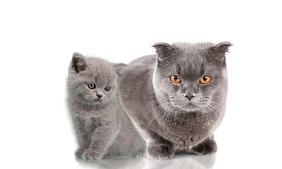 cute young smart cat pet posing