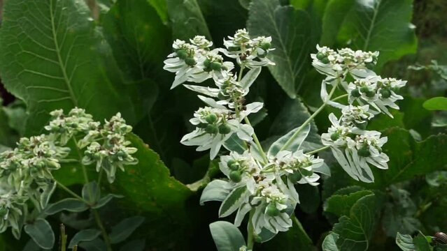 White flowers. Euphorbia or Euphorbia bordered beautiful annual with creeping rhizome stems