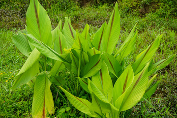 Obraz premium Stock photo of Young plant Growing In Sunlight