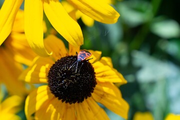 Bug and insect on the plant and flower