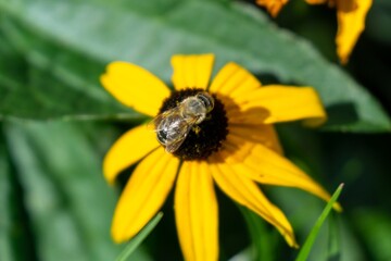 Honey bee on the flower
