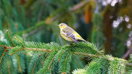 Cape May Warbler Small Yellow Bird in Evergreen Tree with Pine Needles Pretty Cute Summer