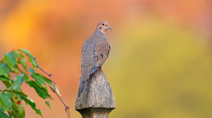 Mourning Dove with Autumn Fall Colors in Background Perched on Fence Post Orange Yellow Green and Brown Fall Leaves