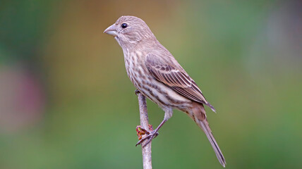 Female House Finch on Tree Branch Close Up Photo with Green and Brown Background Small North American Bird