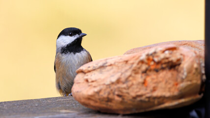 Carolina Chickadee Small Black and White Bird with Creamy Yellow Background and Rock in Foreground