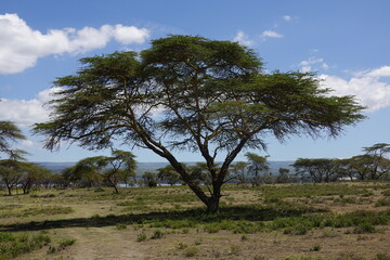 Fototapeta na wymiar Kenya - Lake Naivasha - Crescent Island 
