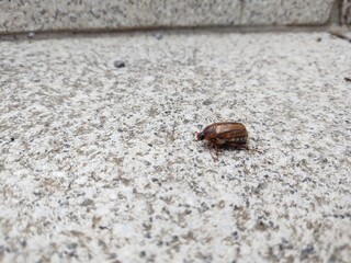 Bug and insect on the plant and flower