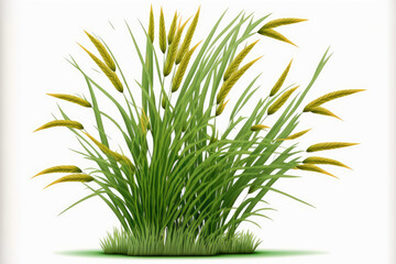 Quack grass, Agropyron repens, isolated on white. Generative AI