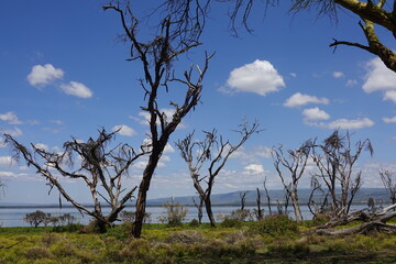Kenya - Lake Naivasha - Crescent Island 