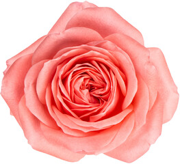 PNG Pink rose flower head isolated © LiliGraphie