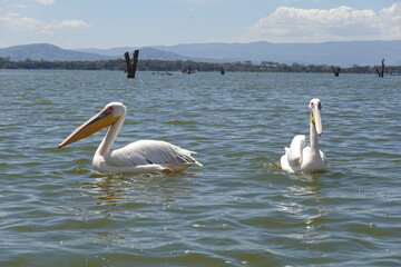 Kenya - Lake Naivasha - Crescent Island - Pelicans - boat view