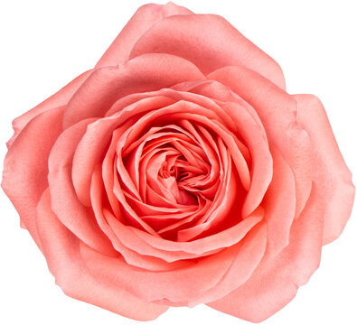 PNG Pink rose flower head isolated