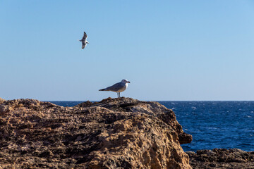 seagull on the rocks