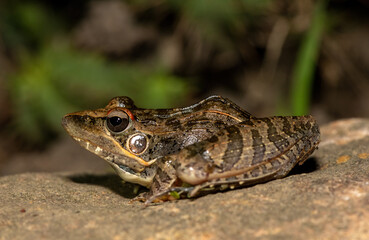 Sharp-nosed Grass Frog (Ptychadena oxyrhynchus)
