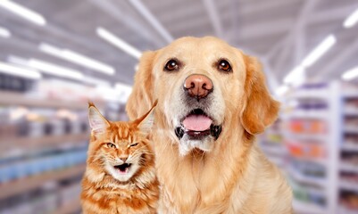 Cute young smart cat and dog pet posing