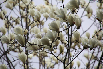 満開のハクモクレン