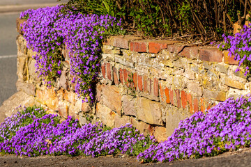 A few beautiful blue pinks grow along an old stone wall. The purple shines wonderfully.