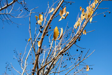 Tree branches with yellow leaves and small black berries in front of bright blue sky 