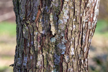 Bark on Tree Trunk