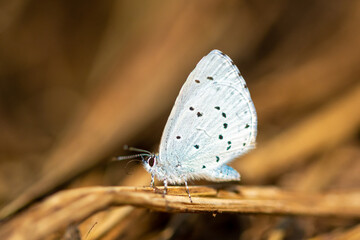 Macro of the holly blue (Celastrina argiolus) - blue small butterfly