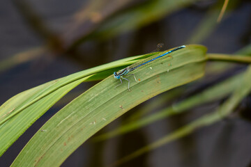 Macro of a male of the white-legged damselfly,  blue featherleg (Platycnemis pennipes) - blue damselfly