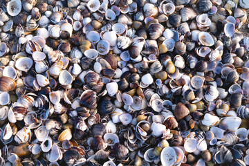 Seashells on the seashore as a background. Marine fauna. Natural background of natural materials. Photo as abstract background.