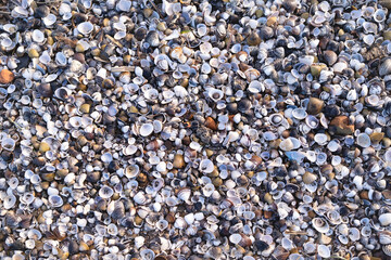 Seashells on the seashore as a background. Marine fauna. Natural background of natural materials. Photo as abstract background.