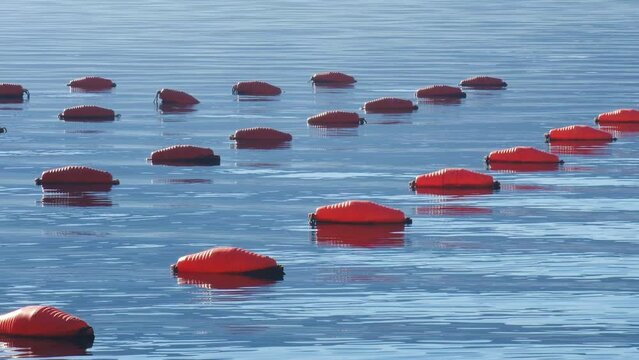 Red buoys floating on blue water surface. Industrial oyster farming is aquaculture practice of breeding and raising mollusks for their pearls, shells and tissue, whish is consumed.
