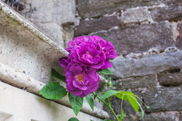 Fototapeta na wymiar pink rose on old wall