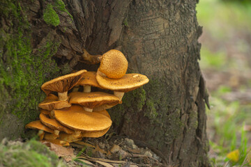 Fungus at the base of a tree trunk