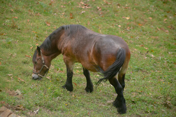 Fototapeta premium Black wild horse grazing in the bush