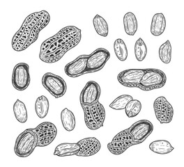 Vector peanuts hand-drawn illustrations, peanuts seeds and shells