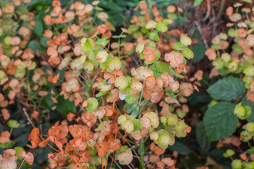 autumn leaves background