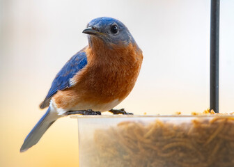American Blue Bird