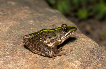 Common river frog (Amietia delalandii), also known as drakensberg river frog, or sani pass frog, a species of southern African river frog