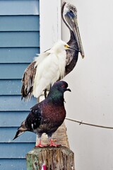 Pelikan auf Holzgeländer