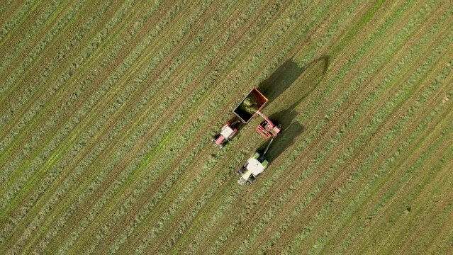 Cutting grass silage at field. Forage harvester on grass cutting for silage in field. Self-propelled Harvester on Hay making for cattle at farm. Tractor with trailer transports hay grass silage.
