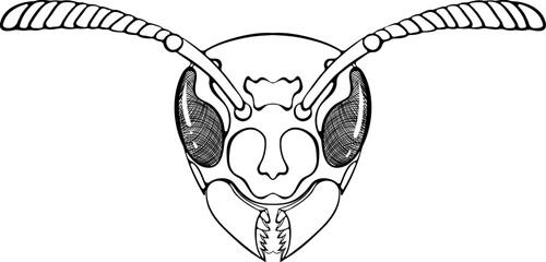 Wasp head icon outline. Vector illustrations in hand drawn sketch style isolated on white. Black insect close up for coloring book page, logo. © ennona