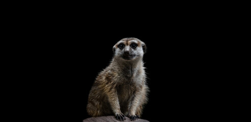 A Portrait of a Meerkat ( Suricata Suricatta )