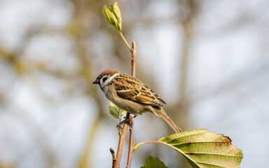 Eurasian tree sparrow (Passer montanus). Sparrow is sitting on the branch. Beautiful tree sparrow....