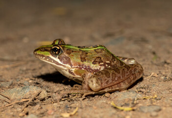 Common river frog (Amietia delalandii), also known as drakensberg river frog, or sani pass frog, a species of southern African river frog