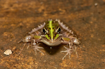 Common river frog (Amietia delalandii), also known as drakensberg river frog, or sani pass frog, a species of southern African river frog