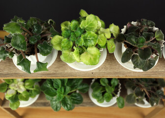 Indoor plant in a pot, different types. Green office plant, home decor. A flower pot on a shelf